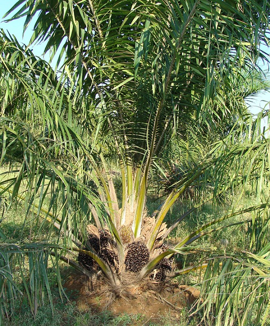 Alibismus a palmový olej