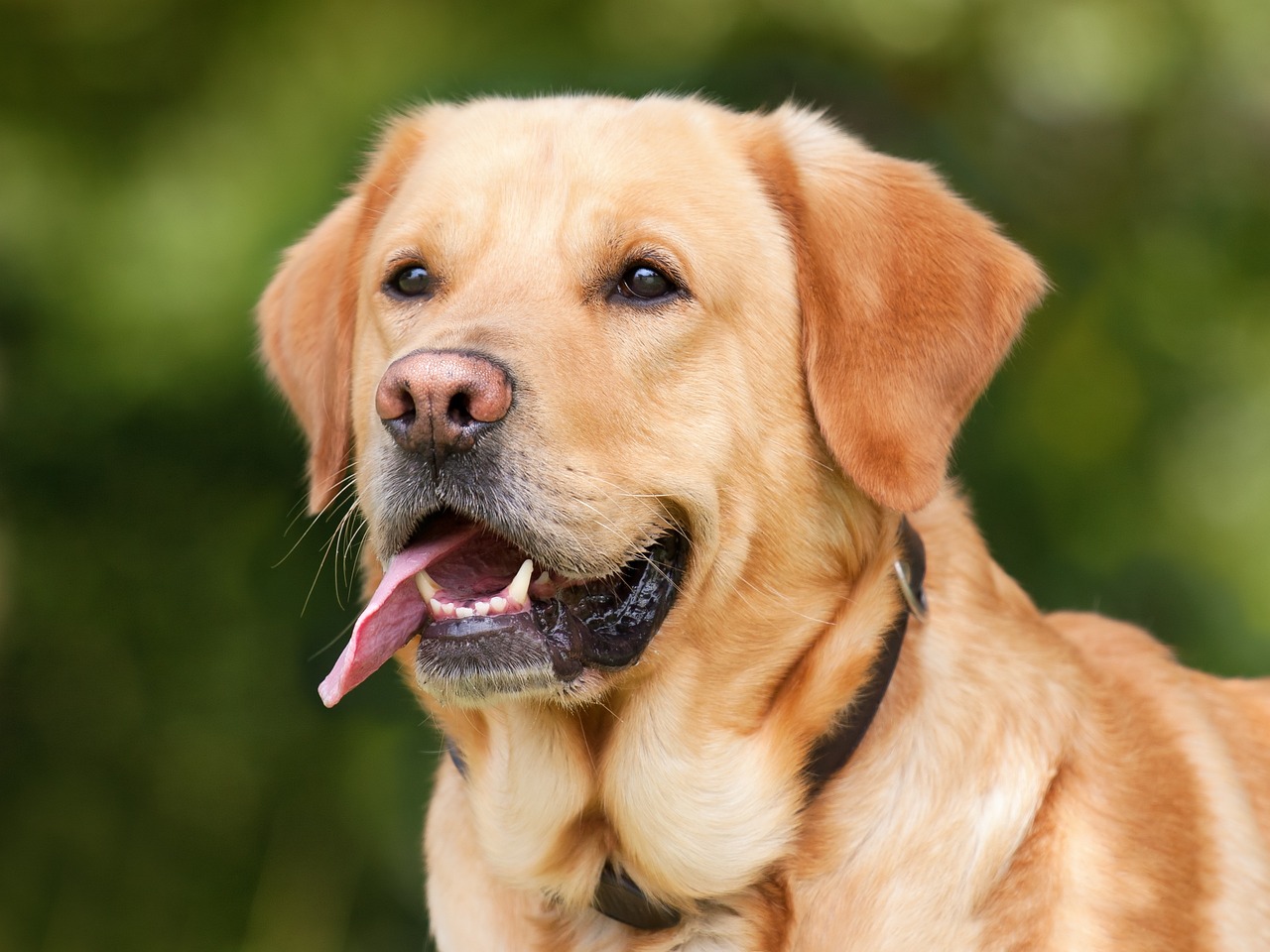 Možnosti léčby zubního kamene a alergií u psa