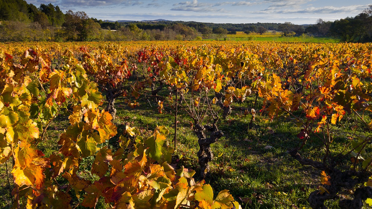 Jižní Morava: zaměřeno na prestižní odrůdy moravských vín