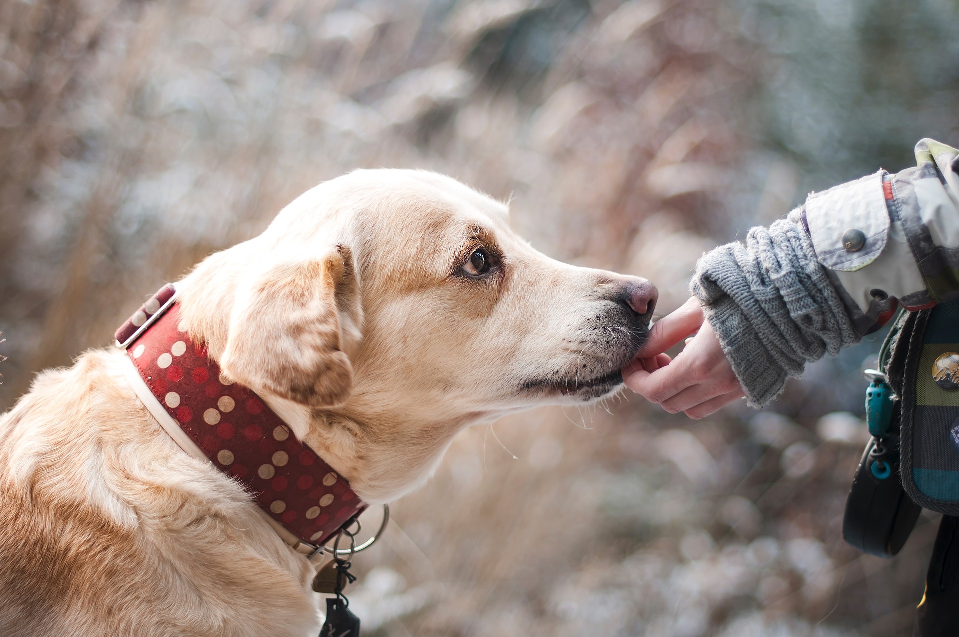 Jak naučit psa povelům a poslušnosti?