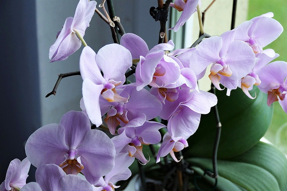 Nekvetou vám doma orchideje? Zkuste naše typy.