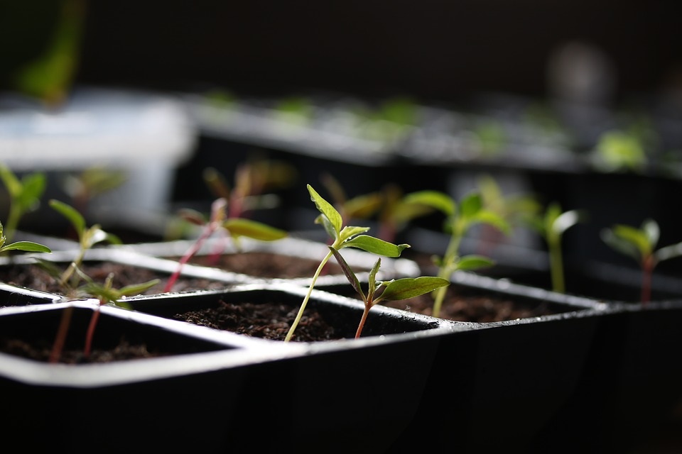 Předpěstování sadby ze semen. Co nám může pomoci?