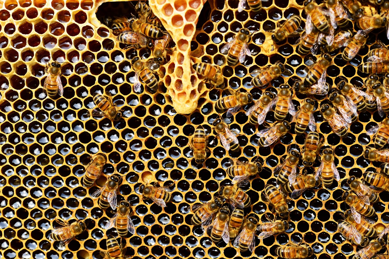 Cena medu zůstane i přes nedostatek českého lesního medu stejná, očekává se rekordní zájem